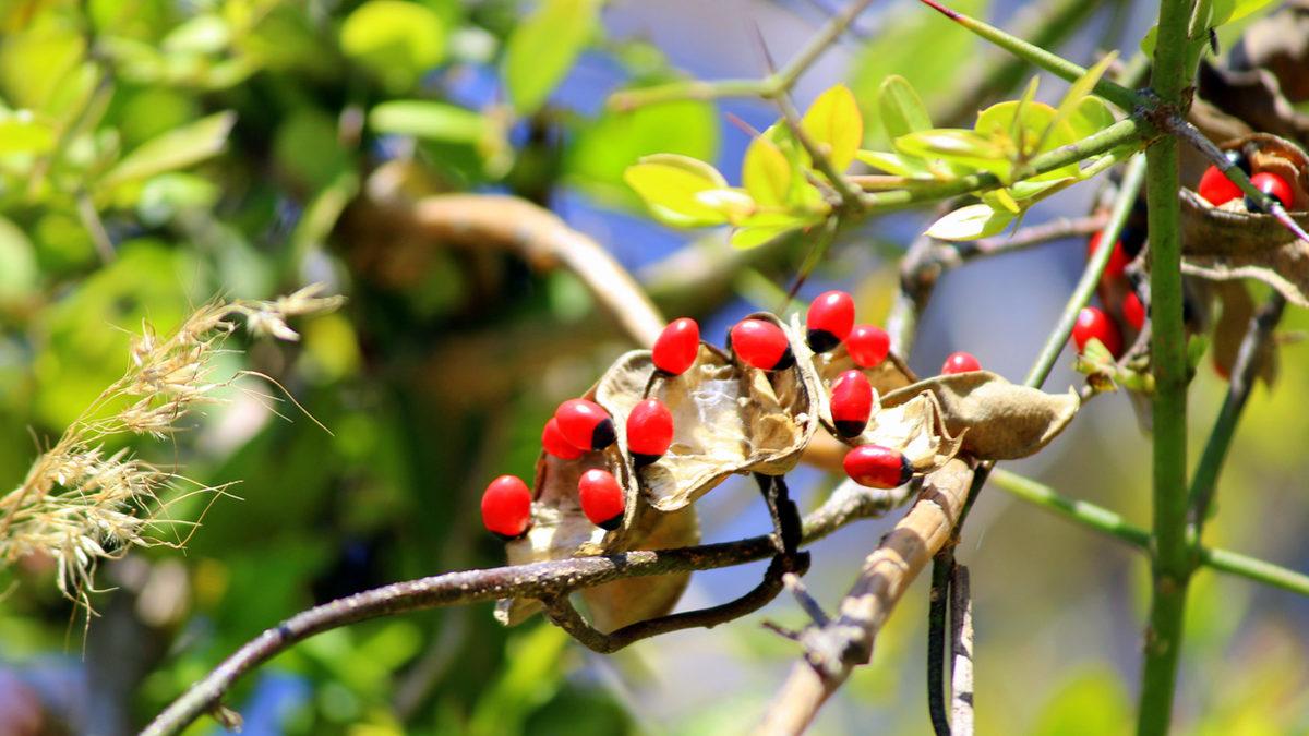 Masum Görüntüsünün Altında Ölümcül Bir Zehir Yatan Dünyanın En Tehlikeli Bitkileri