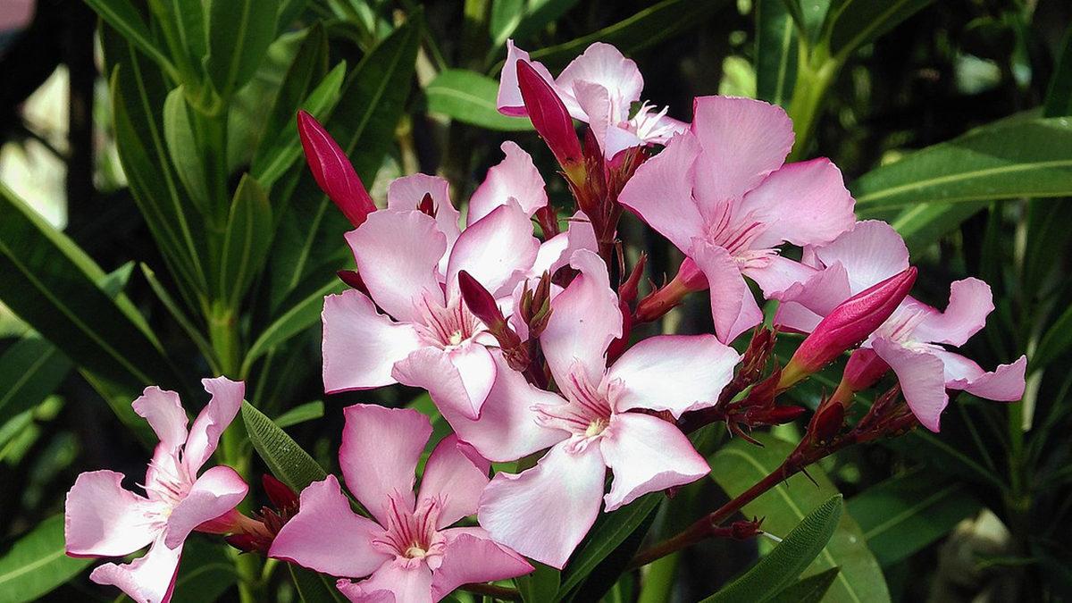 Masum Görüntüsünün Altında Ölümcül Bir Zehir Yatan Dünyanın En Tehlikeli Bitkileri