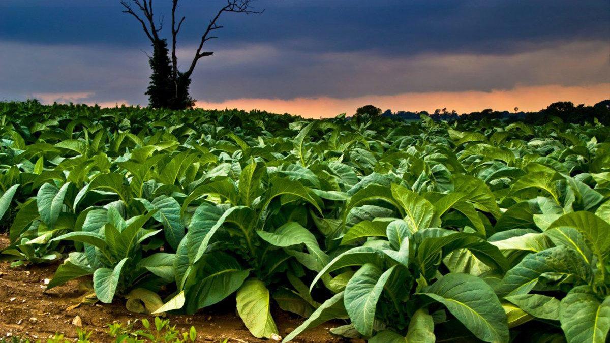 Masum Görüntüsünün Altında Ölümcül Bir Zehir Yatan Dünyanın En Tehlikeli Bitkileri