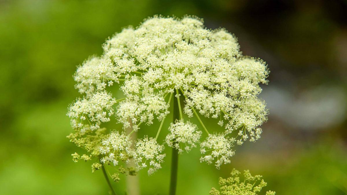 Masum Görüntüsünün Altında Ölümcül Bir Zehir Yatan Dünyanın En Tehlikeli Bitkileri