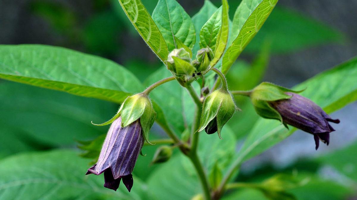 Masum Görüntüsünün Altında Ölümcül Bir Zehir Yatan Dünyanın En Tehlikeli Bitkileri