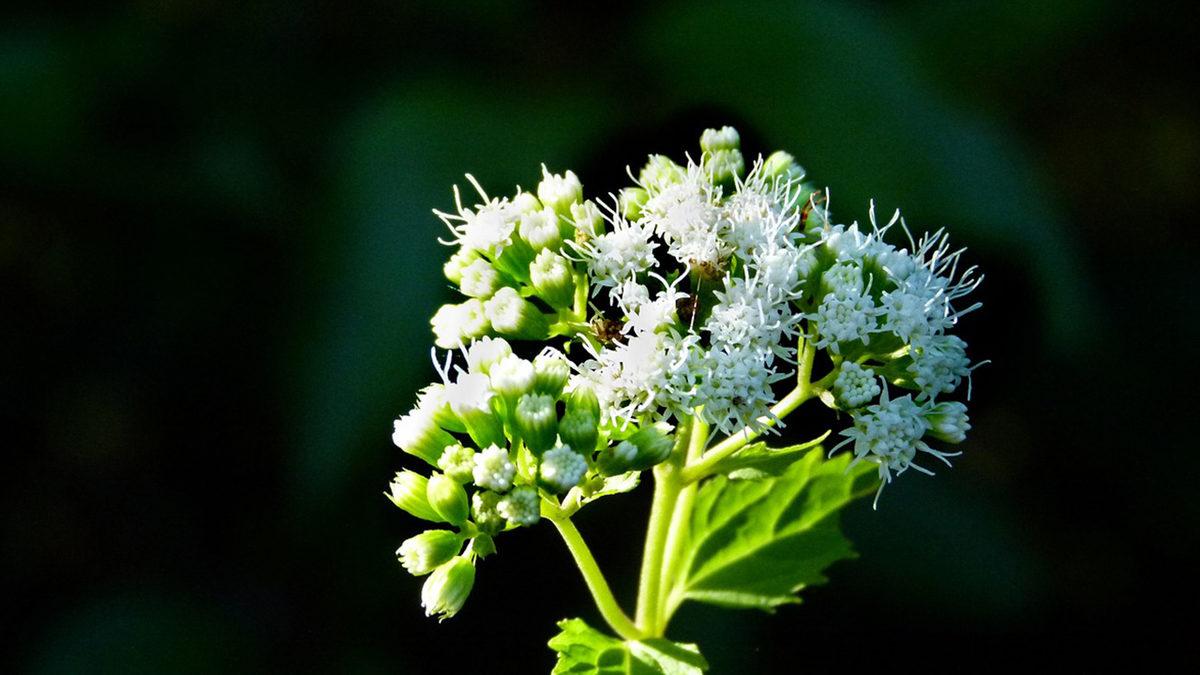 Masum Görüntüsünün Altında Ölümcül Bir Zehir Yatan Dünyanın En Tehlikeli Bitkileri