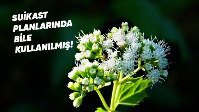 Masum Görüntüsünün Altında Ölümcül Bir Zehir Yatan Dünyanın En Tehlikeli Bitkileri