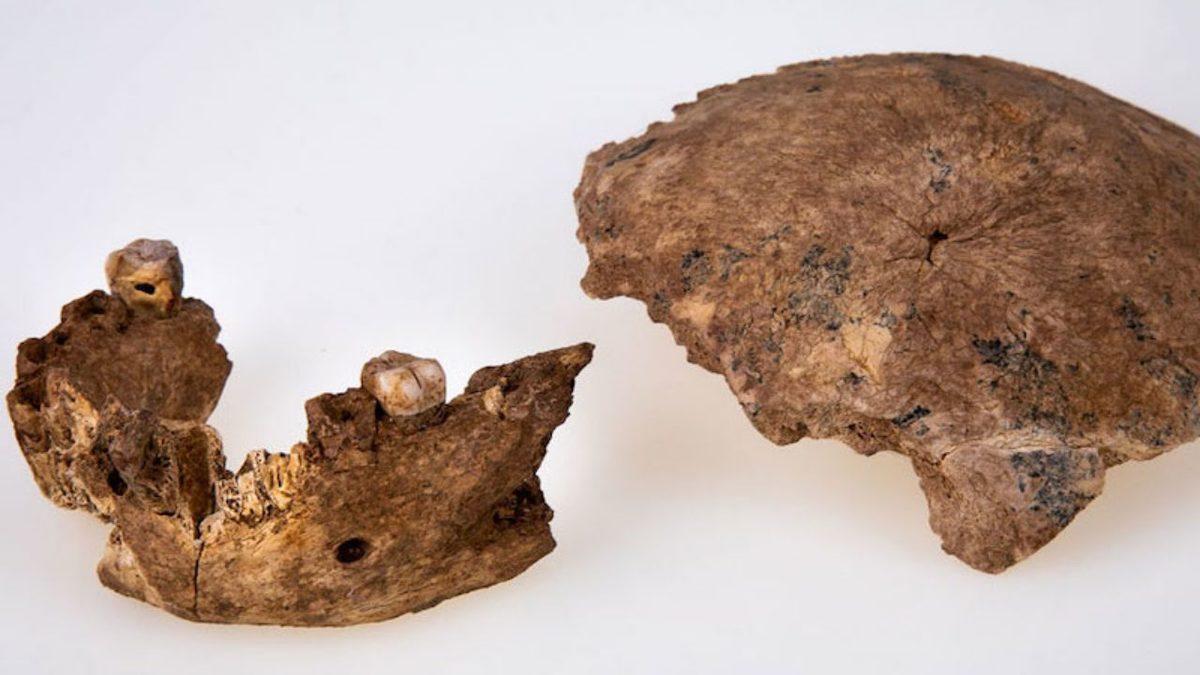 Hadi Buyrun: İsrail’de Yeni Bir İnsan Türü Keşfedildi