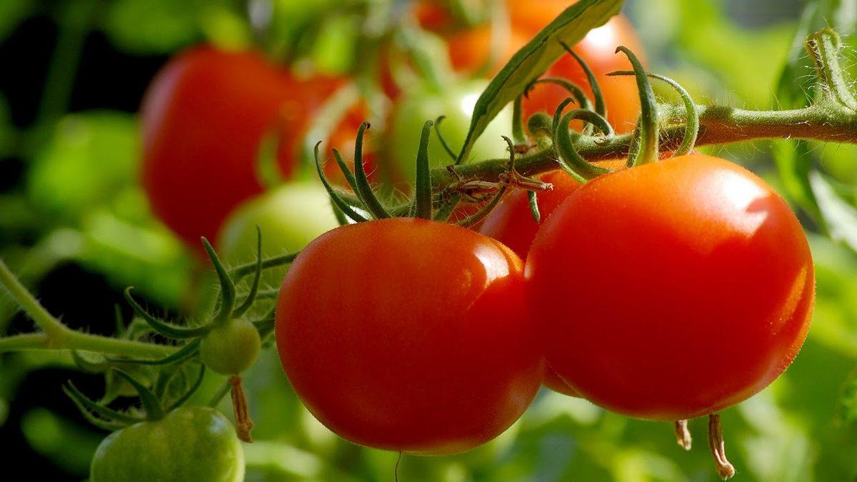 Sofralarımızdan Eksik Olmayan Domates, İlk Defa Nasıl Ortaya Çıktı? Bir Dönem Zehirli Olduğu Bile Düşünülmüş!