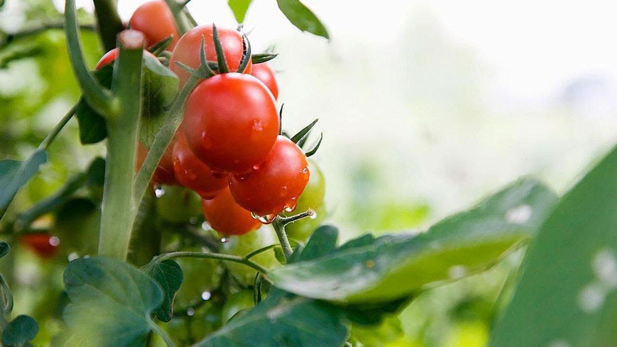 Sofralarımızdan Eksik Olmayan Domates, İlk Defa Nasıl Ortaya Çıktı? Bir Dönem Zehirli Olduğu Bile Düşünülmüş!