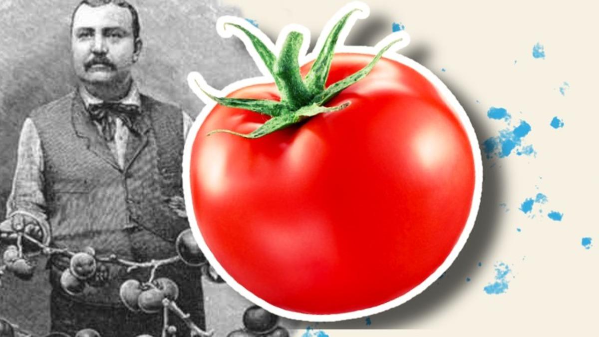 Sofralarımızdan Eksik Olmayan Domates, İlk Defa Nasıl Ortaya Çıktı? Bir Dönem Zehirli Olduğu Bile Düşünülmüş!
