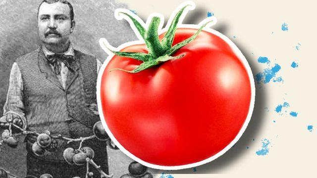 Sofralarımızdan Eksik Olmayan Domates, İlk Defa Nasıl Ortaya Çıktı? Bir Dönem Zehirli Olduğu Bile Düşünülmüş!