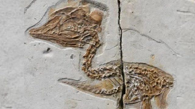 Çin’de Dinozor Kafasına ve Kuş Bedenine Sahip 120 Milyon Yaşında Bir Fosil Bulundu