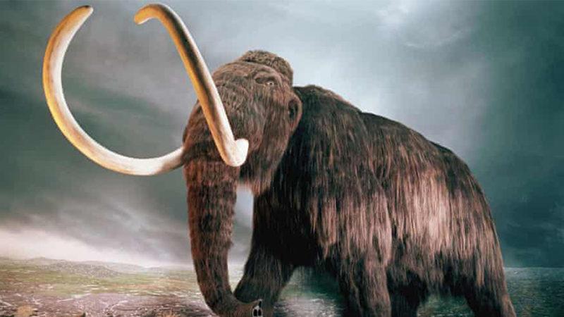Yukon’da Altın Madencileri, 30 Bin Yıl Öncesine Ait Mamut Kalıntıları Buldu