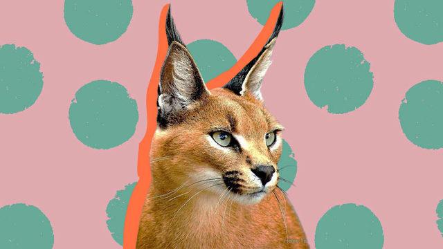 Hem Sesi Hem Görünüşüyle Adeta Pokemon’dan Fırlamış Gibi Duran Vahşi Kedi Türüyle Tanışın: Karakulak