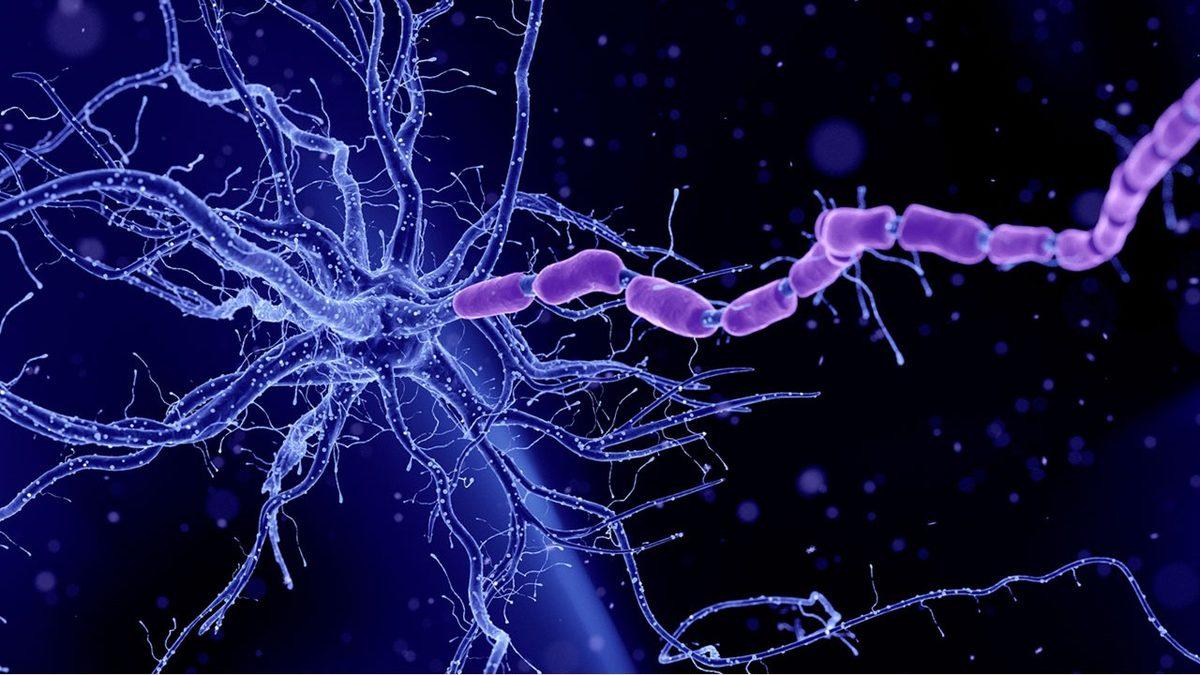 Öğrenme Yeteneğinizi En Üst Seviyeye Çıkaran Beyninizdeki ’BDNF Proteini’ Nasıl Artırılır?