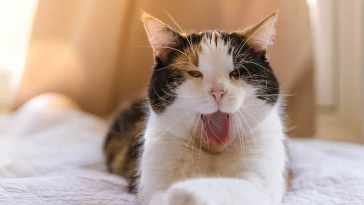Pek Çok Kültürde Şans Getirdiğine İnanılan Üç Renkli Kedi Türü ’Calicolar’ Hakkında 10 İlginç Gerçek