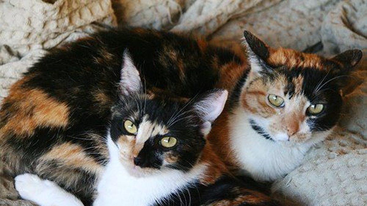 Pek Çok Kültürde Şans Getirdiğine İnanılan Üç Renkli Kedi Türü ’Calicolar’ Hakkında 10 İlginç Gerçek