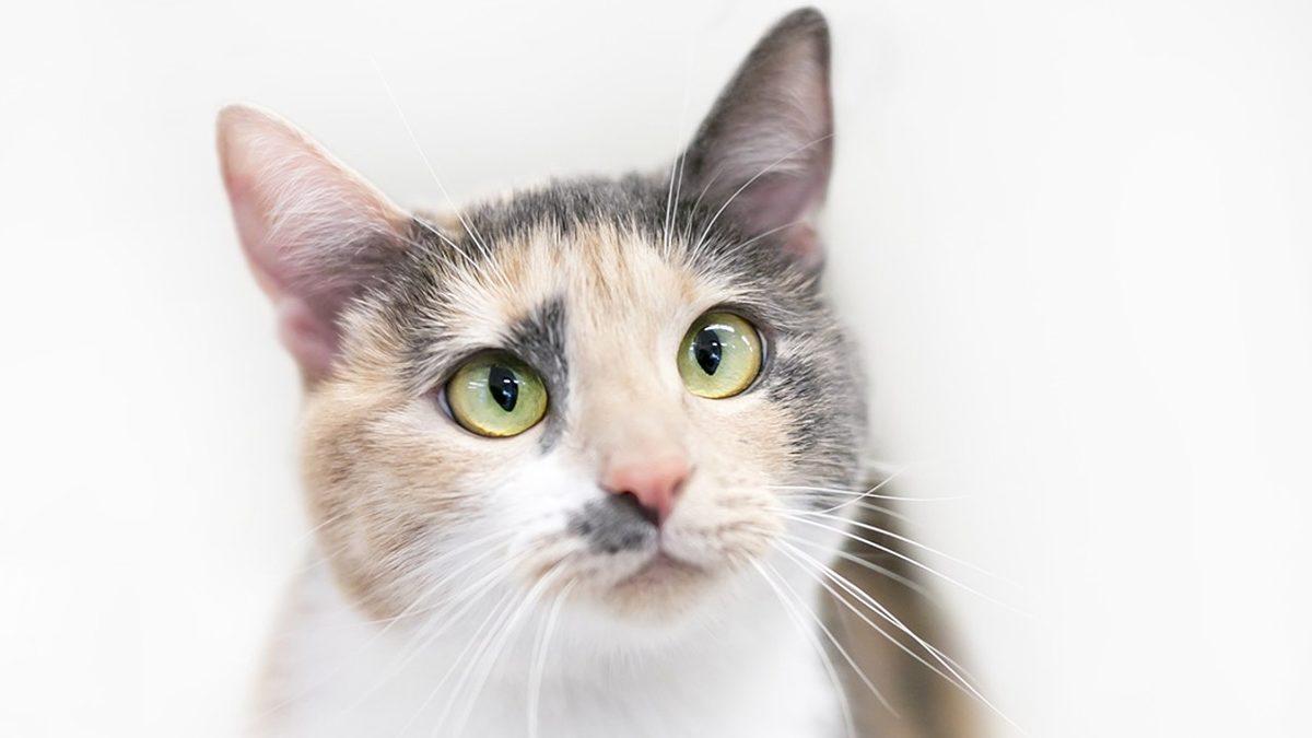 Pek Çok Kültürde Şans Getirdiğine İnanılan Üç Renkli Kedi Türü ’Calicolar’ Hakkında 10 İlginç Gerçek