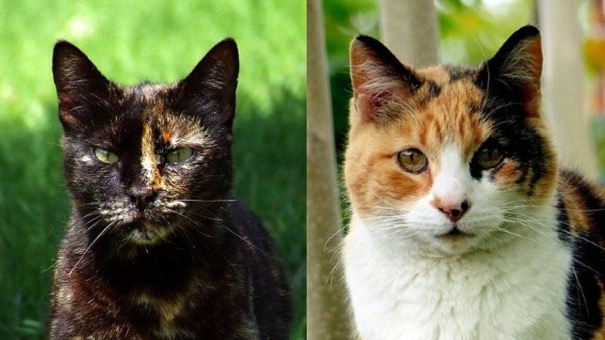 Pek Çok Kültürde Şans Getirdiğine İnanılan Üç Renkli Kedi Türü ’Calicolar’ Hakkında 10 İlginç Gerçek