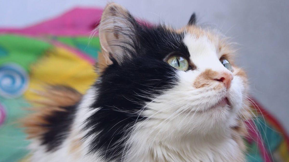 Pek Çok Kültürde Şans Getirdiğine İnanılan Üç Renkli Kedi Türü ’Calicolar’ Hakkında 10 İlginç Gerçek