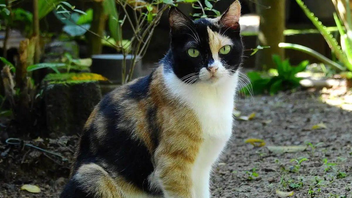 Pek Çok Kültürde Şans Getirdiğine İnanılan Üç Renkli Kedi Türü ’Calicolar’ Hakkında 10 İlginç Gerçek