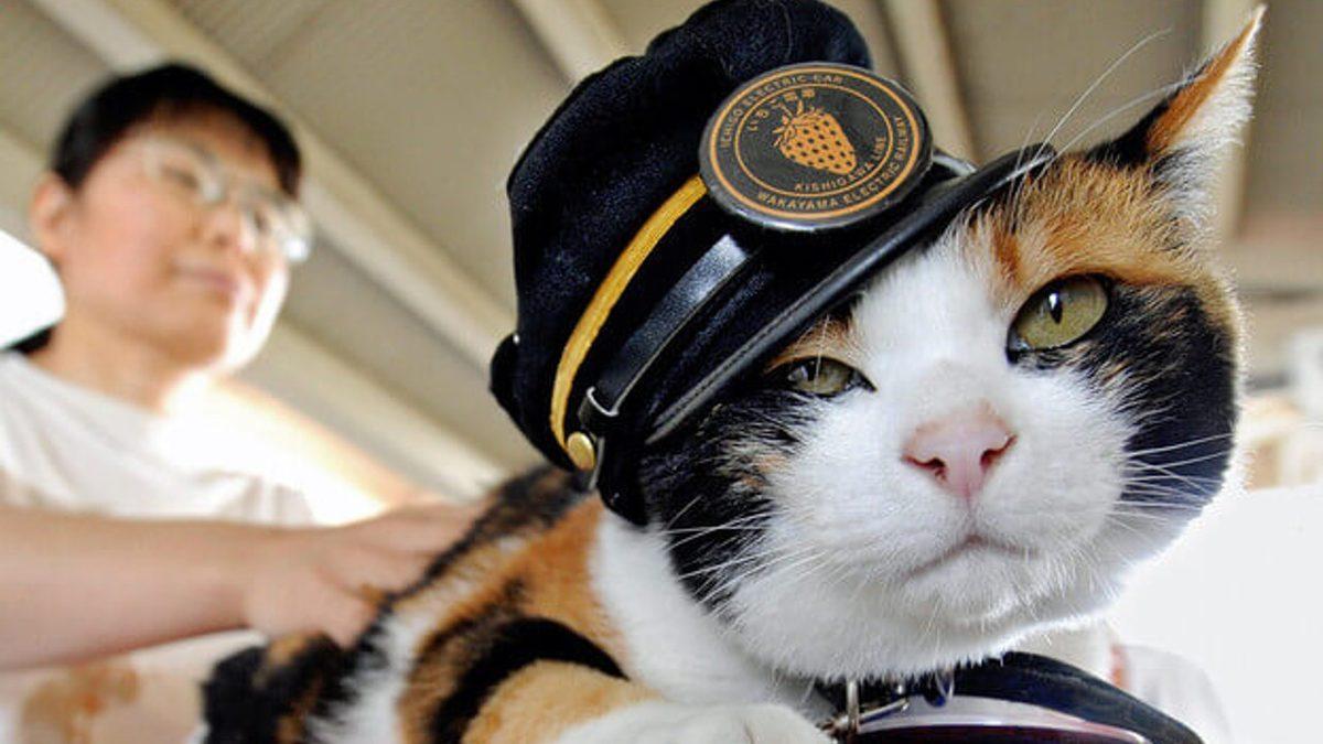 Pek Çok Kültürde Şans Getirdiğine İnanılan Üç Renkli Kedi Türü ’Calicolar’ Hakkında 10 İlginç Gerçek