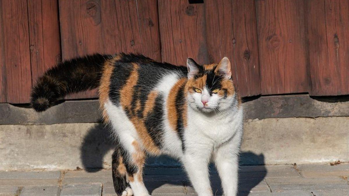 Pek Çok Kültürde Şans Getirdiğine İnanılan Üç Renkli Kedi Türü ’Calicolar’ Hakkında 10 İlginç Gerçek