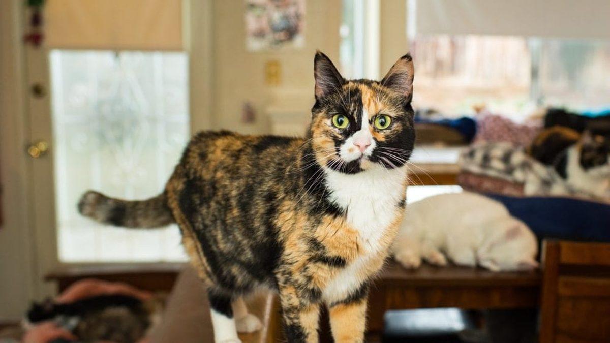 Pek Çok Kültürde Şans Getirdiğine İnanılan Üç Renkli Kedi Türü ’Calicolar’ Hakkında 10 İlginç Gerçek