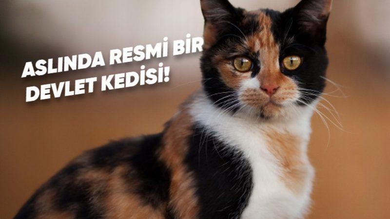 Pek Çok Kültürde Şans Getirdiğine İnanılan Üç Renkli Kedi Türü ’Calicolar’ Hakkında 10 İlginç Gerçek