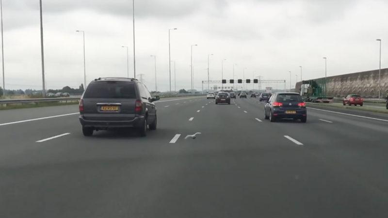 Arabalara Makas Atarak Uçan Kuştan Muhteşem Performans!