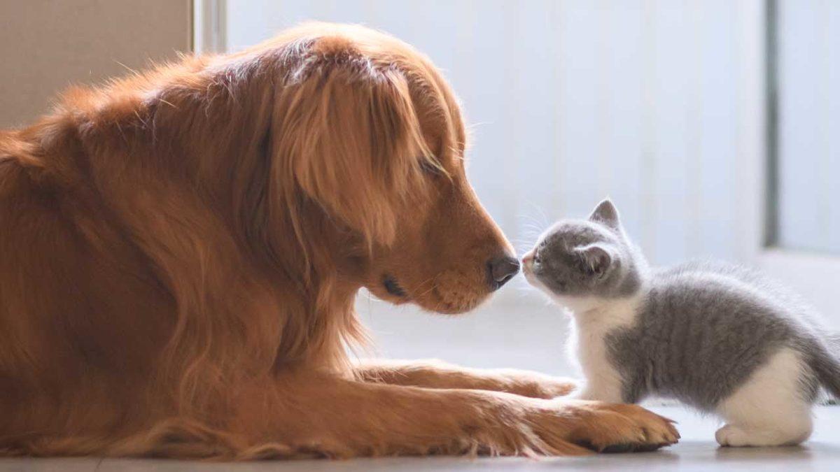 Yıllardır Beklediğimiz Hayvanları Koruma Kanunu Meclise Sunuldu