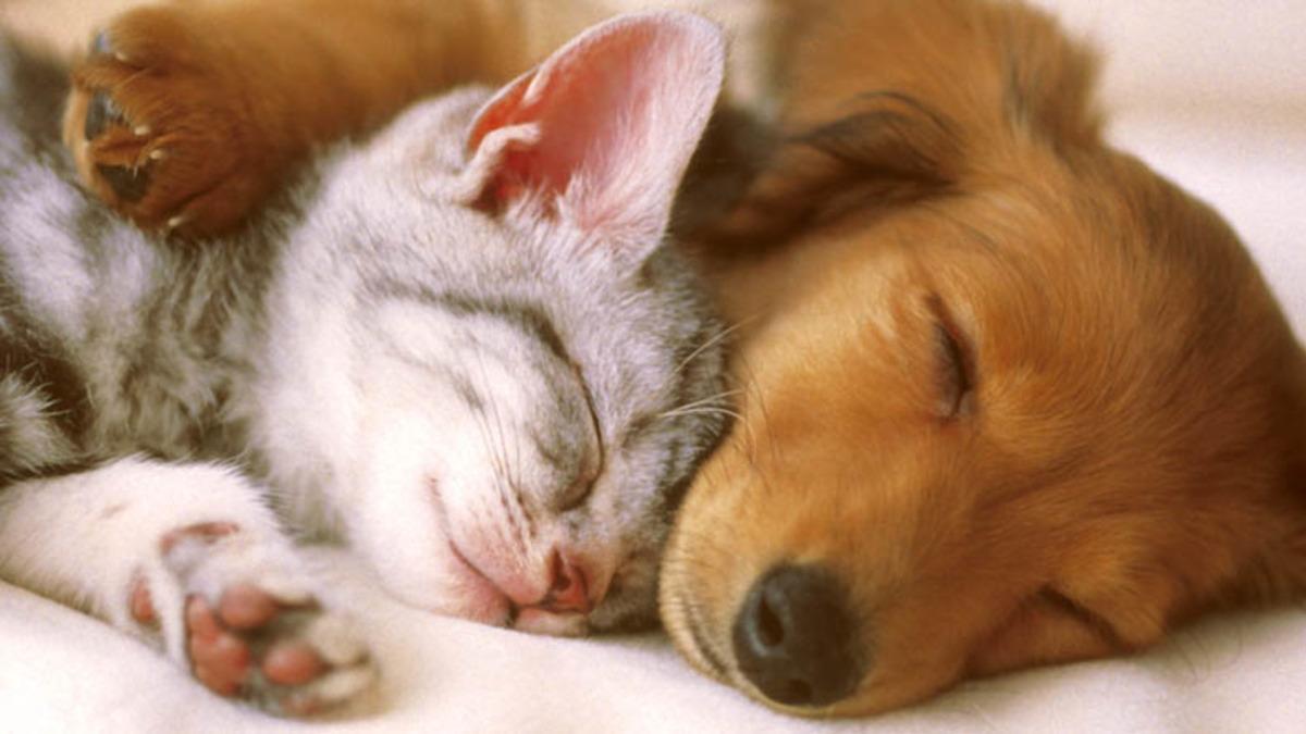 Yıllardır Beklediğimiz Hayvanları Koruma Kanunu Meclise Sunuldu