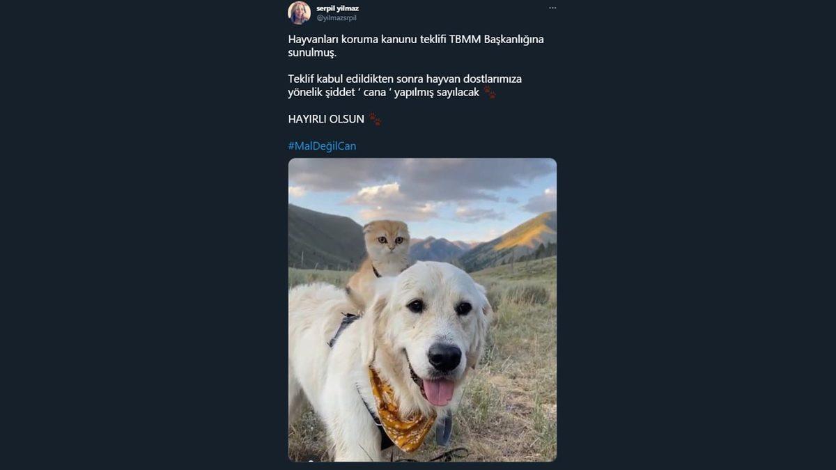Hayvan Hakları Kanunu Sosyal Medyanın Gündeminde: İşte #MalDeğilCan Etiketiyle Yapılan Destek Paylaşımları