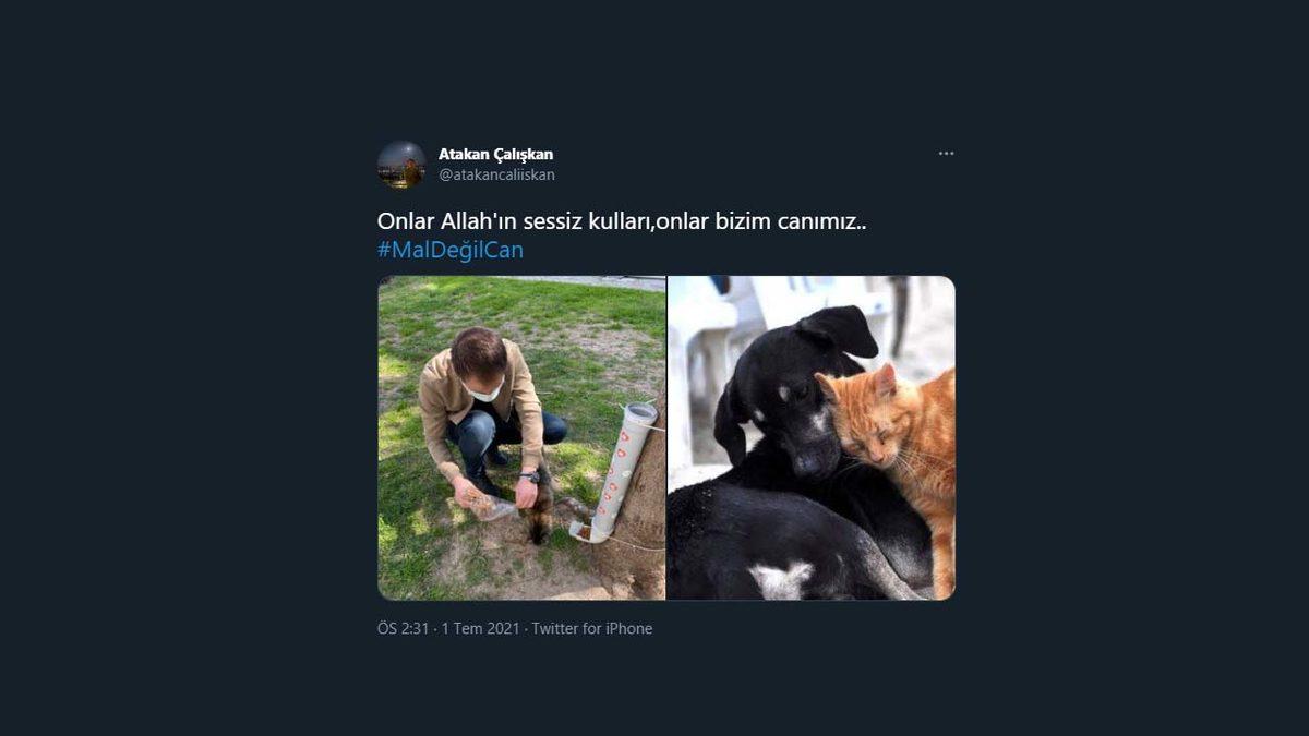 Hayvan Hakları Kanunu Sosyal Medyanın Gündeminde: İşte #MalDeğilCan Etiketiyle Yapılan Destek Paylaşımları