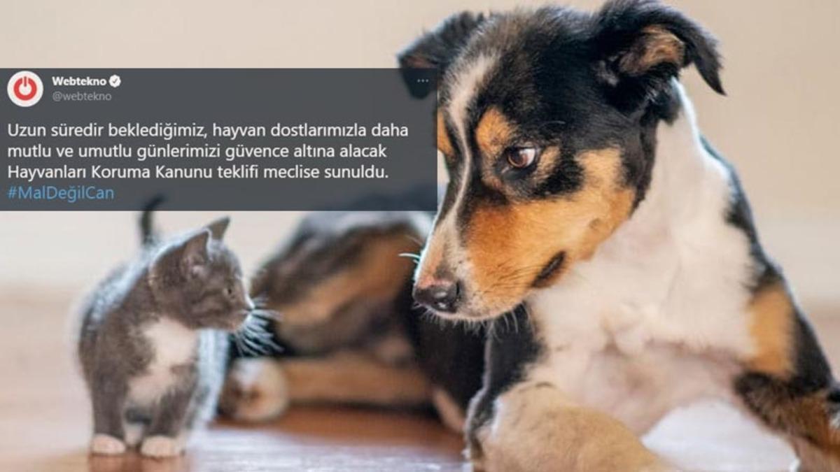 Hayvan Hakları Kanunu Sosyal Medyanın Gündeminde: İşte #MalDeğilCan Etiketiyle Yapılan Destek Paylaşımları