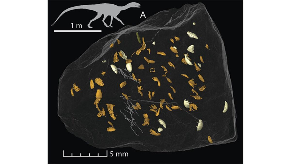 Bilim İnsanları, 230 Milyon Yıllık Kertenkele Dışkısında Yeni Böcek Türleri Keşfetti