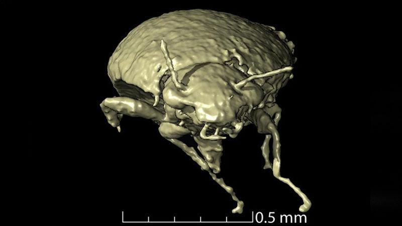 Bilim İnsanları, 230 Milyon Yıllık Kertenkele Dışkısında Yeni Böcek Türleri Keşfetti