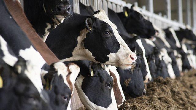 Küresel Isınmanın Sorumlusu Gösterilen İnekler, Plastik Atıklardan Kurtuluşun Anahtarı Olabilir