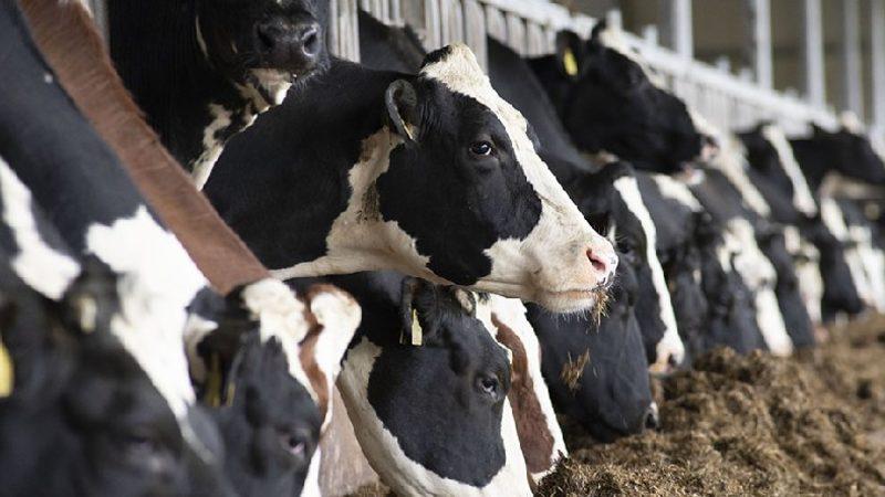 Küresel Isınmanın Sorumlusu Gösterilen İnekler, Plastik Atıklardan Kurtuluşun Anahtarı Olabilir