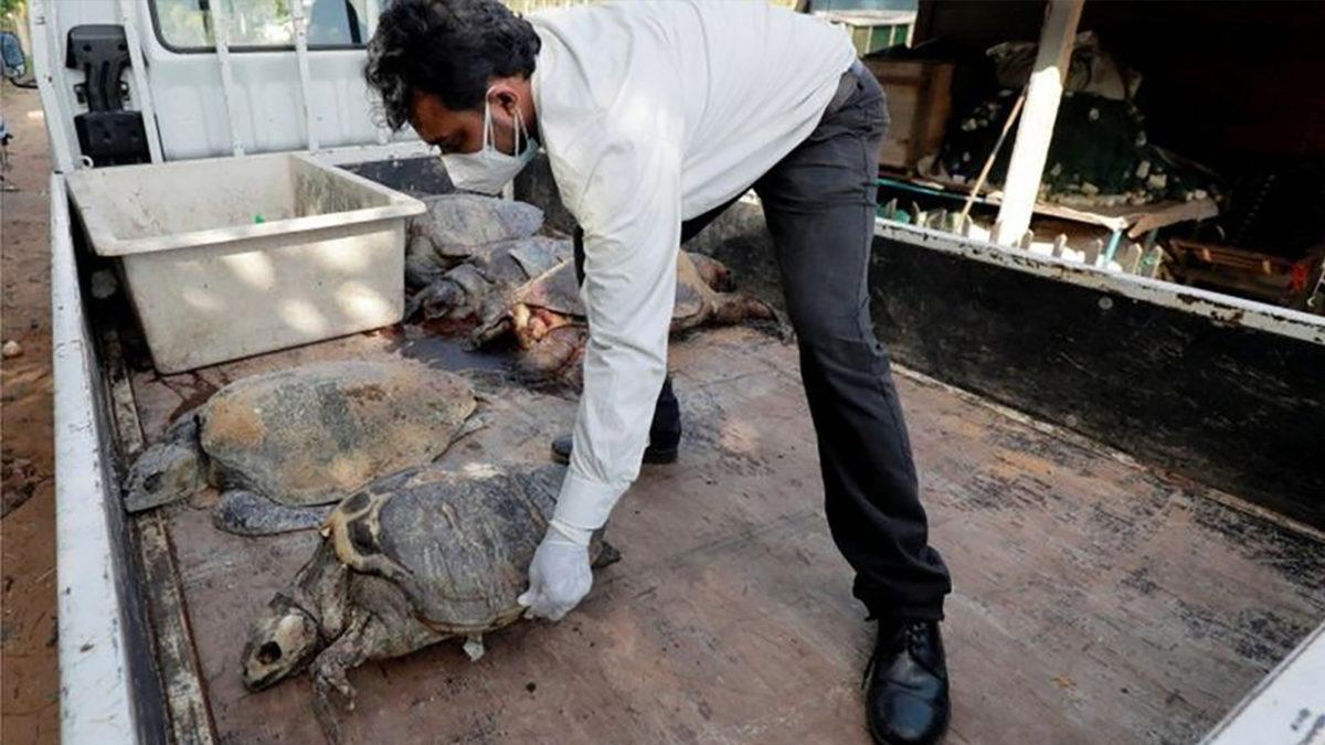 Kimyasal Madde Yüklü Gemi Battı, Yüzlerce Ölü Hayvan Kıyıya Vurdu