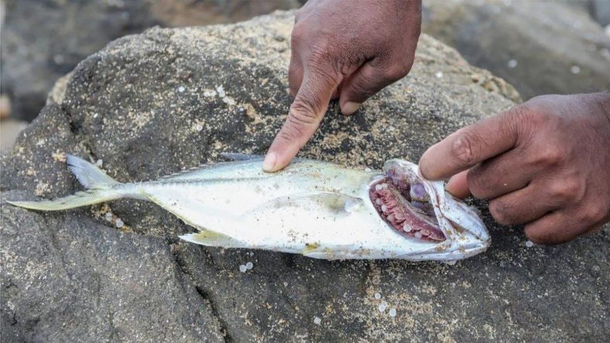 Kimyasal Madde Yüklü Gemi Battı, Yüzlerce Ölü Hayvan Kıyıya Vurdu