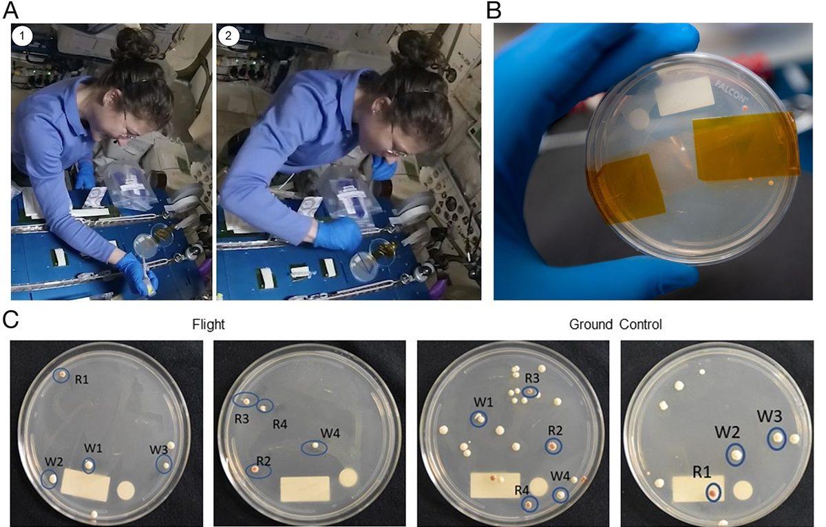 Astronotlar Uzayda Gen Düzenlemeyi İlk Kez Başarılı Şekilde Gerçekleştirdi