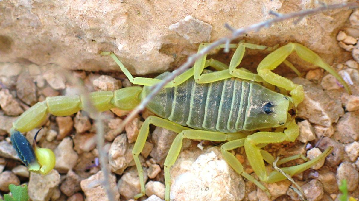 Zehir Uzmanı, Akrep vs. Tarantula Kavgasında Kimin Kazanacağını Yanıtladı