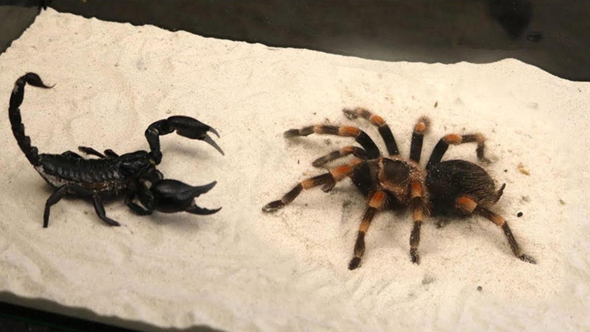Zehir Uzmanı, Akrep vs. Tarantula Kavgasında Kimin Kazanacağını Yanıtladı