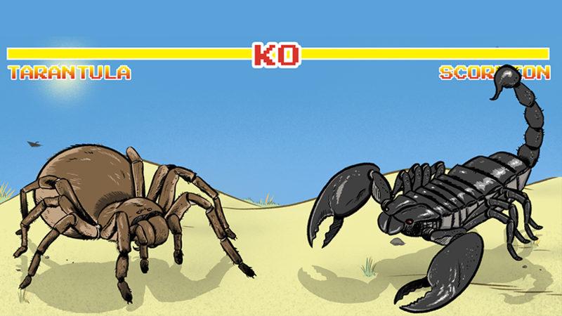 Zehir Uzmanı, Akrep vs. Tarantula Kavgasında Kimin Kazanacağını Yanıtladı