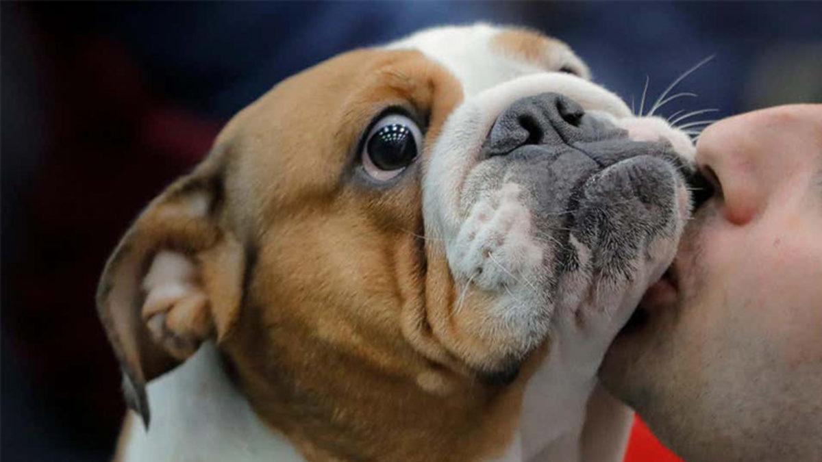 Yeni Bir Araştırmaya Göre İnsanlar, Evcil Hayvanlara Covid-19 Bulaştırabilir