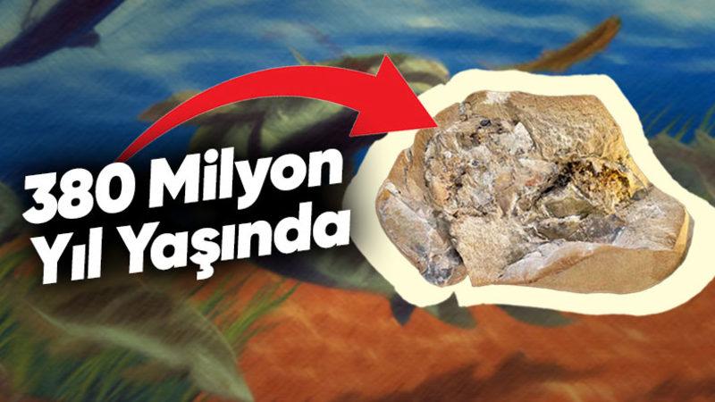 380 Milyon Yıllık "Dünyanın En Yaşlı Kalbi" Keşfedildi: Evrime Yeni Bir Işık Tutuldu!