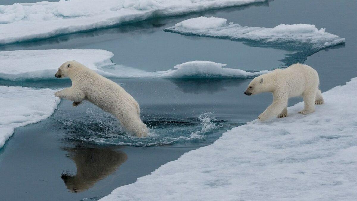 İklim Değişikliği, Kuzey Kutbu’nun Son Buz Bölgesini de Yok Ediyor: Canlı Türleri Risk Altında