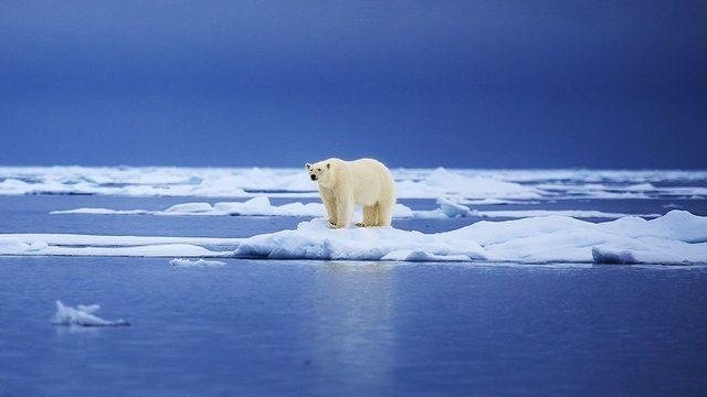 İklim Değişikliği, Kuzey Kutbu’nun Son Buz Bölgesini de Yok Ediyor: Canlı Türleri Risk Altında