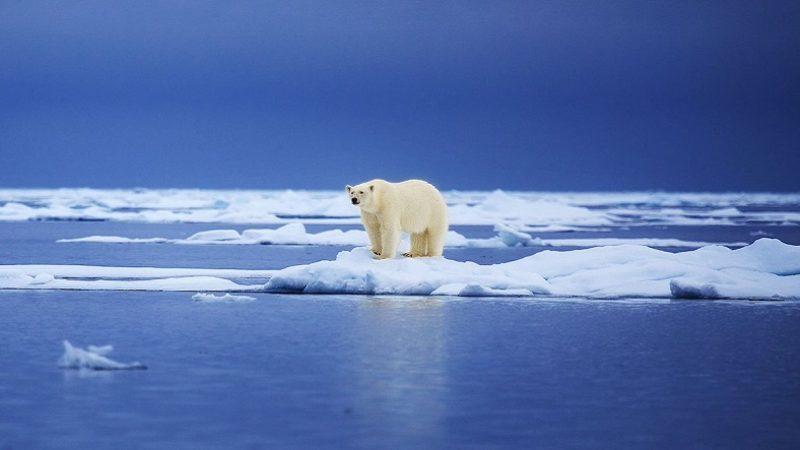 İklim Değişikliği, Kuzey Kutbu’nun Son Buz Bölgesini de Yok Ediyor: Canlı Türleri Risk Altında