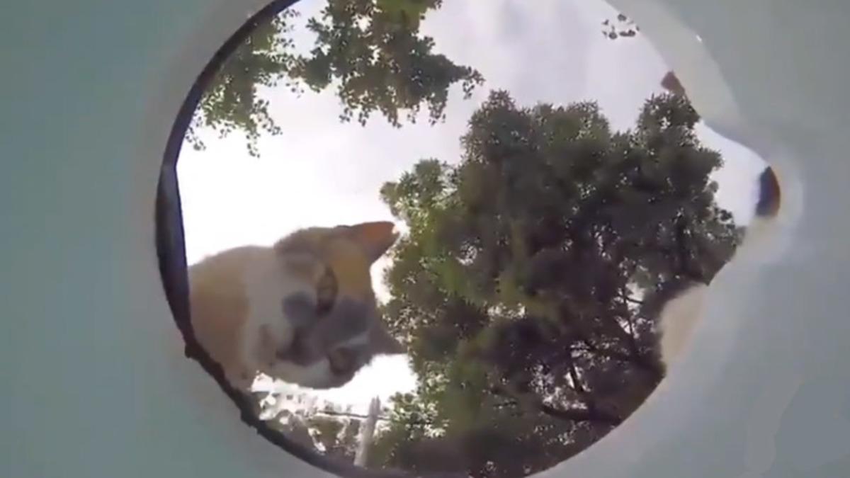 Kapıların Önü Boş Kalmasın: Yalnızca Bir Kap Suyun Sokak Hayvanları İçin Ne Kadar Değerli Olduğunu Gösteren Viral Video