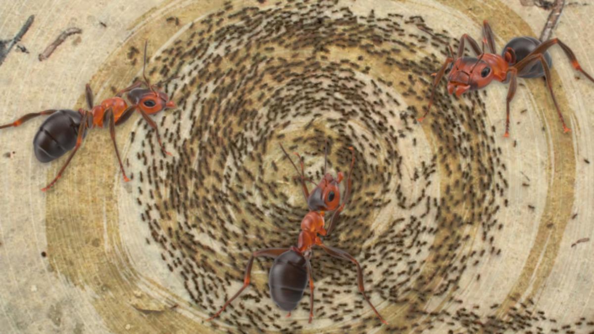 Sürüdeki Karıncaların Toplu Bir Şekilde Ölmesine Neden Olan Ölüm Çemberi: Peki Neden Saatlerce Durmadan Dönüyorlar?