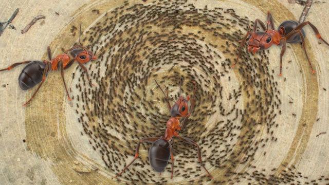 Sürüdeki Karıncaların Toplu Bir Şekilde Ölmesine Neden Olan Ölüm Çemberi: Peki Neden Saatlerce Durmadan Dönüyorlar?